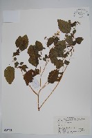 藏品(水金鳳)的圖片