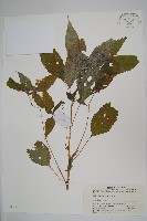 藏品(黃金鳳)的圖片