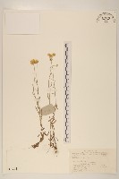 藏品(鼠麴草)的圖片