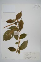 藏品(川牛膝)的圖片