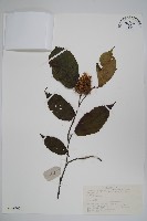 藏品(刺榛)的圖片