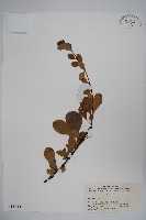 藏品(直穗小蘗)的圖片