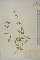 藏品(疏花繁縷)的圖片