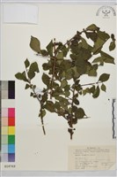 藏品(薄葉鼠李)的圖片