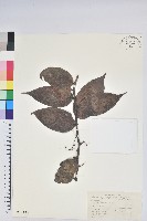 藏品(長穗越橘)的圖片