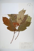 藏品(水紅木)的圖片