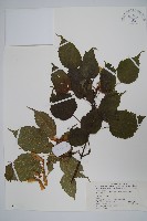 藏品(蒿蘋四蕊槭)的圖片