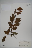 藏品(海南冬青)的圖片