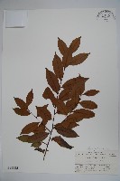 藏品(四川冬青)的圖片