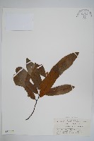 藏品(瓜馥木)的圖片