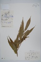 藏品(小花八角楓)的圖片