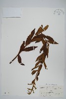 藏品(青葙)的圖片