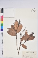 藏品(泡花樹)的圖片