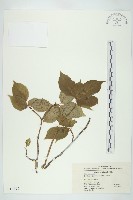 藏品(青莢葉)的圖片