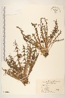 藏品(蒲公英)的圖片