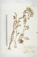 藏品(水花菜)的圖片