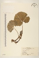 藏品(蜂斗菜、蛇頭菜)的圖片