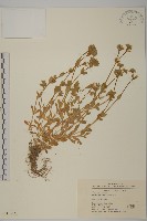 藏品(簇生卷耳)的圖片