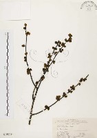 藏品(山胡椒)的圖片