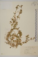 藏品(繁縷)的圖片