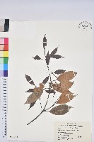 藏品(細葉青剛、黑稠、黑櫟、小葉青剛)的圖片