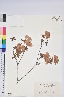 藏品(唐杜鵑、大屯杜鵑、中原氏杜鵑)的圖片