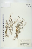 藏品(焊菜)的圖片