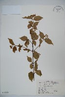 藏品(宜昌莢迷)的圖片