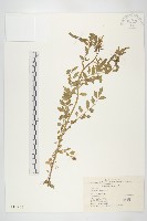 藏品(水花菜)的圖片