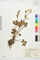 藏品(毛茛)的圖片