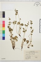 藏品(天葵)的圖片