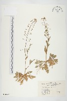 藏品(薺)的圖片