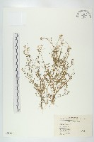 藏品(焊菜)的圖片