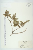 藏品(青莢葉)的圖片