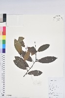 藏品(垂枝泡花樹)的圖片