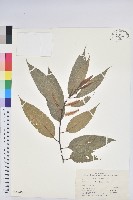 藏品(錐栗)的圖片