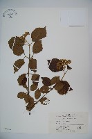 藏品(莢迷)的圖片