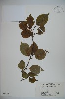 藏品(黑果莢迷)的圖片