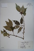 藏品(倒卵葉忍冬)的圖片