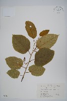 藏品(雲山金角楓)的圖片