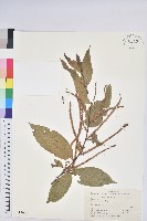 藏品(茅栗)的圖片