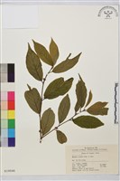 藏品(鈍齒鼠李)的圖片