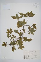 藏品(五加)的圖片