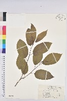 藏品(白木烏臼)的圖片