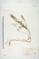 藏品(水花菜)的圖片
