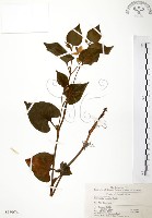 藏品(臭腥草、蕺菜)的圖片