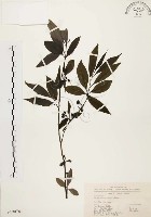 藏品(山胡椒)的圖片