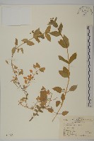 藏品(牛繁縷)的圖片
