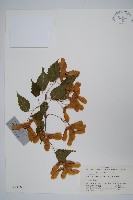 藏品(蒿蘋四蕊槭)的圖片