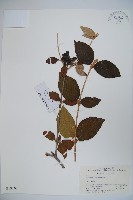 藏品(球花莢迷)的圖片